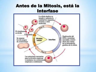 Antes de la Mitosis, está la
Interfase