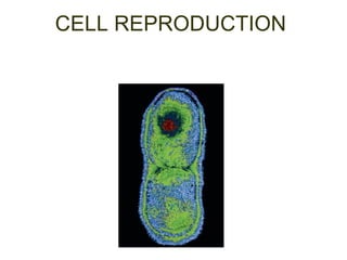 CELL REPRODUCTION 