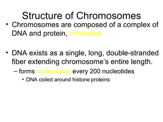 Structure of Chromosomes Chromosomes are composed of a complex of DNA and protein,  chromatin. DNA exists as a single, long, double-stranded fiber extending chromosome’s entire length. forms  nucleosome  every 200 nucleotides DNA coiled around histone proteins 