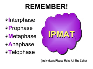 REMEMBER! I nterphase P rophase M etaphase A naphase T elophase   (Individuals Please Make All The Cells) IPMAT 
