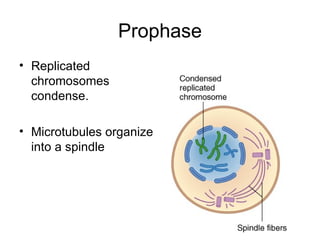 Prophase Replicated chromosomes condense. Microtubules organize into a spindle 