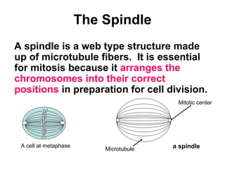 Spindle In Science Mitosis | PPT