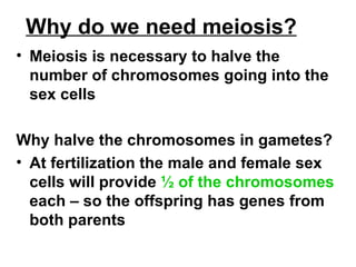 Why do we need meiosis? Meiosis is necessary to halve the number of chromosomes going into the sex cells Why halve the chromosomes in gametes? At fertilization the male and female sex cells will provide  ½ of the chromosomes  each – so the offspring has genes from both parents 