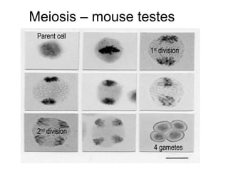 Meiosis – mouse testes  Parent cell 4 gametes 1 st  division 2 nd  division 