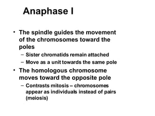 Anaphase I The spindle guides the movement of the chromosomes toward the poles Sister chromatids remain attached Move as a unit towards the same pole The homologous chromosome moves toward the opposite pole Contrasts mitosis – chromosomes appear as individuals instead of pairs (meiosis) 