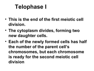 Telophase I This is the end of the first meiotic cell division.  The cytoplasm divides, forming two new daughter cells.  Each of the newly formed cells has half the number of the parent cell’s chromosomes, but each chromosome is ready for the second meiotic cell division   