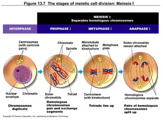 Figure 13.7  The stages of meiotic cell division: Meiosis I 