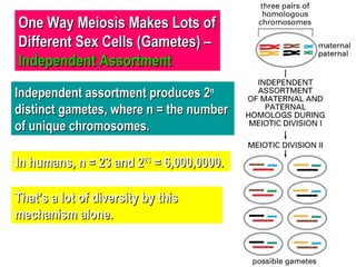 One Way Meiosis Makes Lots of Different Sex Cells (Gametes) –  Independent Assortment Independent assortment produces 2 n  distinct gametes, where n = the number of unique chromosomes.  That’s a lot of diversity by this mechanism alone. In humans, n = 23 and 2 23  = 6,000,0000.  