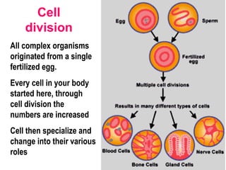 Cell division All complex organisms originated from a single fertilized egg. Every cell in your body started here, through cell division the numbers are increased Cell then specialize and change into their various roles 