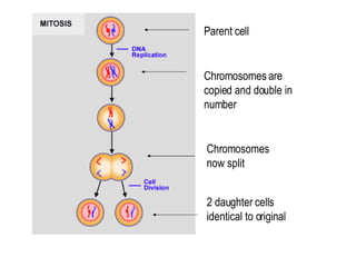2 daughter cells identical to original Parent cell Chromosomes are copied and double in number Chromosomes now split 