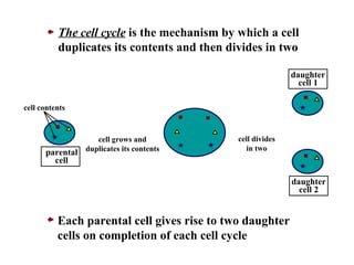 The cell cycle  is the mechanism by which a cell duplicates its contents and then divides in two cell grows and duplicates its contents cell contents cell divides in two Each parental cell gives rise to two daughter cells on completion of each cell cycle parental cell daughter cell 1 daughter cell 2 