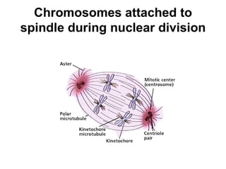Chromosomes attached to spindle during nuclear division 