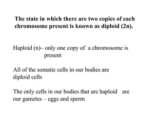 The state in which there are two copies of each chromosome present is known as diploid (2n).   H Haploid (n)– only one copy of  a chromosome is  present All of the somatic cells in our bodies are  diploid cells The only cells in our bodies that are haploid  are  our gametes – eggs and sperm 