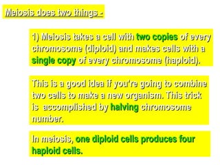 Meiosis does two things - 1) Meiosis takes a cell with  two copies  of every chromosome (diploid) and makes cells with a  single copy  of every chromosome (haploid).  This is a good idea if you’re going to combine two cells to make a new organism. This trick is  accomplished by  halving  chromosome number.  In meiosis,  one diploid cells produces four haploid cells. 
