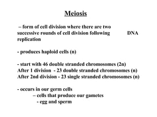 Meiosis –  form of cell division where there are two  successive rounds of cell division following  DNA replication  - produces haploid cells (n) - start with 46 double stranded chromosomes (2n) After 1 division  - 23 double stranded chromosomes (n) After 2nd division - 23 single stranded chromosomes (n)   - occurs in our germ cells  –  cells that produce our gametes   - egg and sperm   