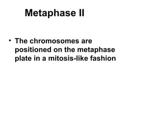 Metaphase II ,[object Object]