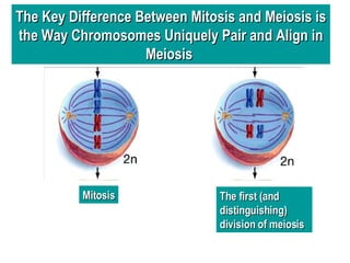The Key Difference Between Mitosis and Meiosis is the Way Chromosomes Uniquely Pair and Align in Meiosis  Mitosis The first (and distinguishing) division of meiosis 