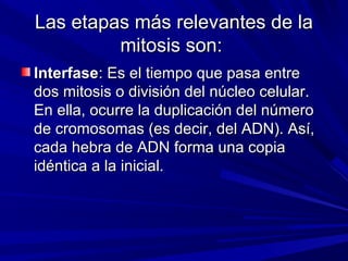 Las etapas más relevantes de la
         mitosis son:
Interfase: Es el tiempo que pasa entre
dos mitosis o división del núcleo celular.
En ella, ocurre la duplicación del número
de cromosomas (es decir, del ADN). Así,
cada hebra de ADN forma una copia
idéntica a la inicial.
 