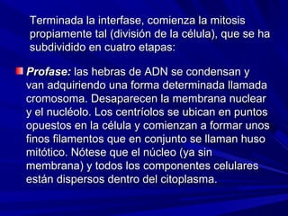 Terminada la interfase, comienza la mitosis
propiamente tal (división de la célula), que se ha
subdividido en cuatro etapas:

Profase: las hebras de ADN se condensan y
van adquiriendo una forma determinada llamada
cromosoma. Desaparecen la membrana nuclear
y el nucléolo. Los centríolos se ubican en puntos
opuestos en la célula y comienzan a formar unos
finos filamentos que en conjunto se llaman huso
mitótico. Nótese que el núcleo (ya sin
membrana) y todos los componentes celulares
están dispersos dentro del citoplasma.
 