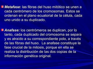 Metafase: las fibras del huso mitótico se unen a
cada centrómero de los cromosomas. Estos se
ordenan en el plano ecuatorial de la célula, cada
uno unido a su duplicado.

Anafase: los centrómeros se duplican, por lo
tanto, cada duplicado del cromosoma se separa
y es atraído a su correspondiente polo, a través
de las fibras del huso. La anafase constituye la
fase crucial de la mitosis, porque en ella se
realiza la distribución de las dos copias de la
información genética original.
 