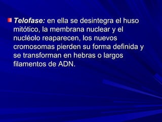 Telofase: en ella se desintegra el huso
mitótico, la membrana nuclear y el
nucléolo reaparecen, los nuevos
cromosomas pierden su forma definida y
se transforman en hebras o largos
filamentos de ADN.
 