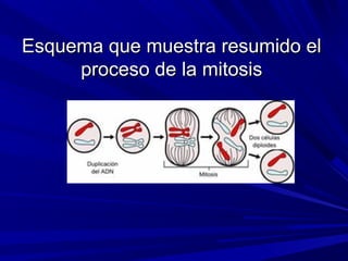 Esquema que muestra resumido el
     proceso de la mitosis
 