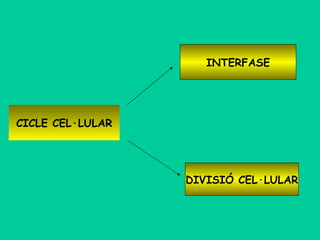 INTERFASE




CICLE CEL·LULAR




                  DIVISIÓ CEL·LULAR
 