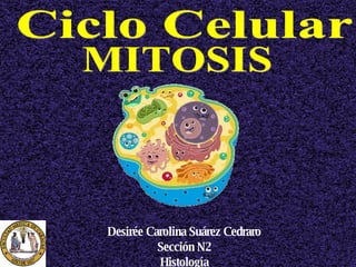 Ciclo Celular MITOSIS Desirée Carolina Suárez Cedraro Sección N2 Histología 