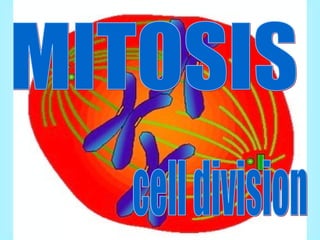 MITOSIS cell division 
