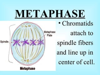METAPHASE Chromatids attach to spindle fibers and line up in center of cell.
