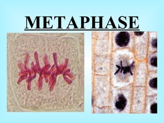METAPHASE