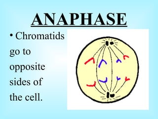 ANAPHASE Chromatids go to opposite sides of the cell.