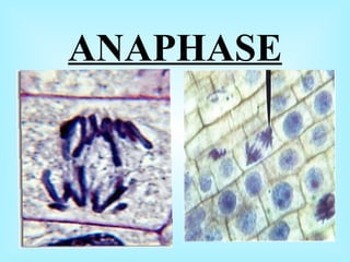 ANAPHASE
