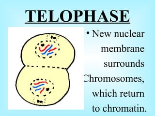 TELOPHASE New nuclear membrane surrounds Chromosomes, which return to chromatin.