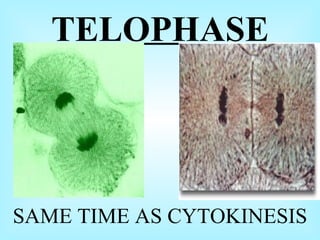 TELOPHASE SAME TIME AS CYTOKINESIS