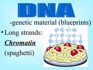 -genetic material (blueprints) Long strands: Chromatin (spaghetti) DNA DNA
