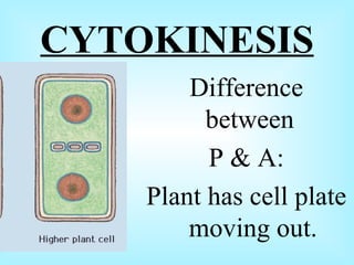 CYTOKINESIS Difference between P & A: Plant has cell plate moving out.