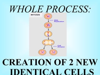 WHOLE PROCESS: CREATION OF 2 NEW IDENTICAL CELLS