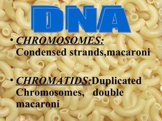 CHROMOSOMES: Condensed strands,macaroni CHROMATIDS: Duplicated Chromosomes, double macaroni DNA DNA