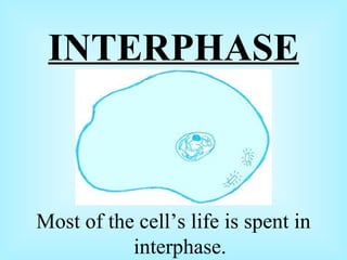 Most of the cell’s life is spent in interphase. INTERPHASE