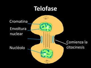 Telofase
Cromatina
Envoltura
nuclear
                       Comienza la
Nucléolo               citocinesis
 