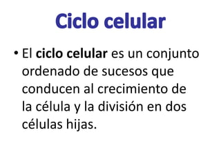 • El ciclo celular es un conjunto
ordenado de sucesos que
conducen al crecimiento de
la célula y la división en dos
células hijas.