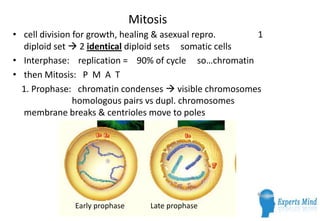 Mitosis
• cell division for growth, healing & asexual repro.   1
  diploid set  2 identical diploid sets somatic cells
• Interphase: replication = 90% of cycle so…chromatin
• then Mitosis: P M A T
  1. Prophase: chromatin condenses  visible chromosomes
                homologous pairs vs dupl. chromosomes
  membrane breaks & centrioles move to poles




             Early prophase      Late prophase
 