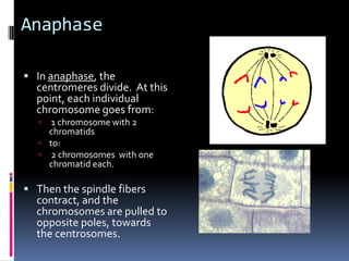 Anaphase

 In anaphase, the
  centromeres divide. At this
  point, each individual
  chromosome goes from:
     1 chromosome with 2
     chromatids
    to:
    2 chromosomes with one
     chromatid each.

 Then the spindle fibers
  contract, and the
  chromosomes are pulled to
  opposite poles, towards
  the centrosomes.
 