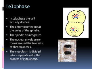 Telophase

 In telophase the cell
    actually divides.
   The chromosomes are at
    the poles of the spindle.
   The spindle disintegrates
   The nuclear envelope re-
    forms around the two sets
    of chromosomes.
   The cytoplasm is divided
    into 2 separate cells, the
    process of cytokinesis.
 