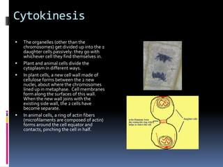 Cytokinesis
   The organelles (other than the
    chromosomes) get divided up into the 2
    daughter cells passively: they go with
    whichever cell they find themselves in.
   Plant and animal cells divide the
    cytoplasm in different ways.
   In plant cells, a new cell wall made of
    cellulose forms between the 2 new
    nuclei, about where the chromosomes
    lined up in metaphase. Cell membranes
    form along the surfaces of this wall.
    When the new wall joins with the
    existing side wall, the 2 cells have
    become separate.
   In animal cells, a ring of actin fibers
    (microfilaments are composed of actin)
    forms around the cell equator and
    contacts, pinching the cell in half.
 