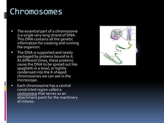 Chromosomes
   The essential part of a chromosome
    is a single very long strand of DNA.
    This DNA contains all the genetic
    information for creating and running
    the organism.
   The DNA is supported and neatly
    packaged by proteins bound to it.
    At different times, these proteins
    cause the DNA to be spread out like
    spaghetti in a bowl, or tightly
    condensed into the X-shaped
    chromosomes we can see in the
    microscope.
   Each chromosome has a central
    constricted region called a
    centromere that serves as an
    attachment point for the machinery
    of mitosis.
 