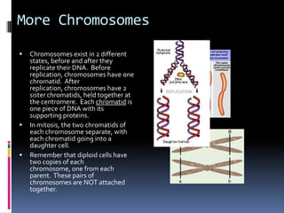 More Chromosomes
   Chromosomes exist in 2 different
    states, before and after they
    replicate their DNA. Before
    replication, chromosomes have one
    chromatid. After
    replication, chromosomes have 2
    sister chromatids, held together at
    the centromere. Each chromatid is
    one piece of DNA with its
    supporting proteins.
   In mitosis, the two chromatids of
    each chromosome separate, with
    each chromatid going into a
    daughter cell.
   Remember that diploid cells have
    two copies of each
    chromosome, one from each
    parent. These pairs of
    chromosomes are NOT attached
    together.
 