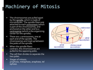 Machinery of Mitosis
   The chromosomes are pulled apart
    by the spindle, which is made of
    microtubules. The spindle fibers are
    attached to each centromere (which
    is part of the chromosome), and
    anchored on the other end to a
    centrosome (which is the organizing
    center for the spindle).
   There are 2 centrosomes, one at
    each end of the spindle. The
    chromosomes are lined up between
    the poles of the spindle.
   When the spindle fibers
    contract, the chromosomes are
    pulled to the opposing poles.
   The cell then divides to separate the
    two poles.
   Stages of mitosis:
    prophase, metaphase, anaphase, tel
    ophase.
 