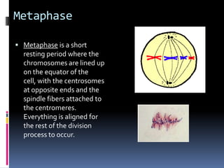 Metaphase

 Metaphase is a short
  resting period where the
  chromosomes are lined up
  on the equator of the
  cell, with the centrosomes
  at opposite ends and the
  spindle fibers attached to
  the centromeres.
  Everything is aligned for
  the rest of the division
  process to occur.
 